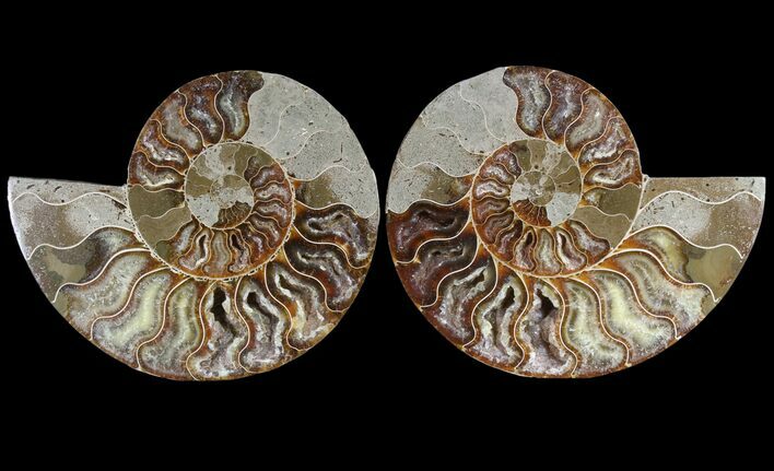 Cut & Polished Ammonite Fossil - Agatized Fossil #85226